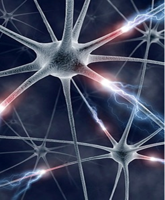 Neurones 1